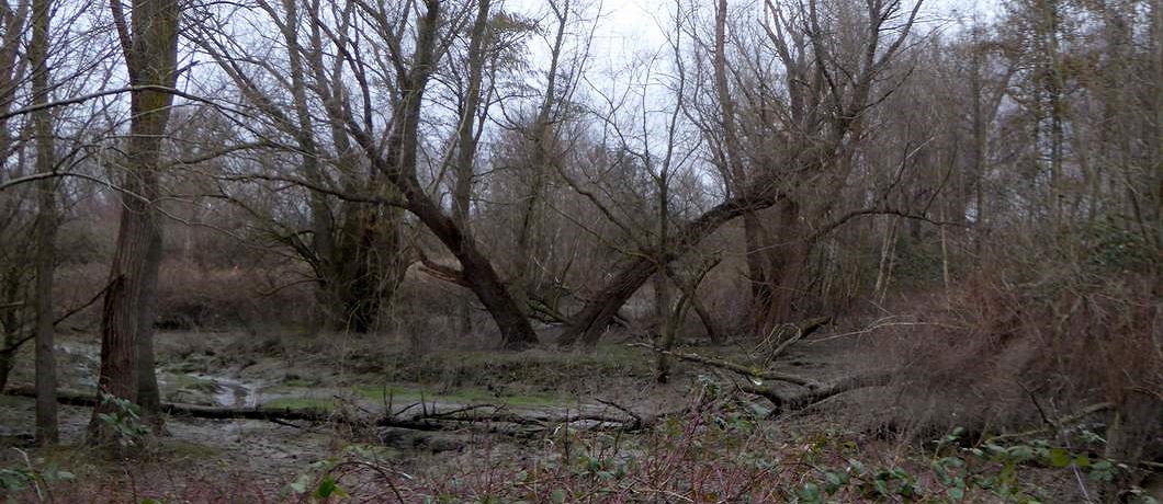 De getijdengeul op het Eiland van Brienenoord brengt dagelijks eb en vloed op het eiland