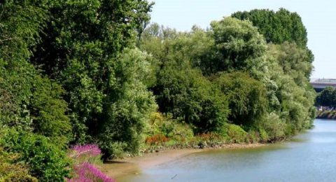 Het Eiland van Brienenoord, de groene verrassing van Rotterdam