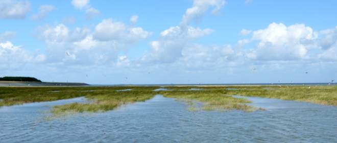 Kwelders bij de Waddenzee achter B&B Nieuw-Midhuizen