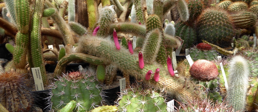 Bloeiende cactussen in de Botanische tuin Zuidas.