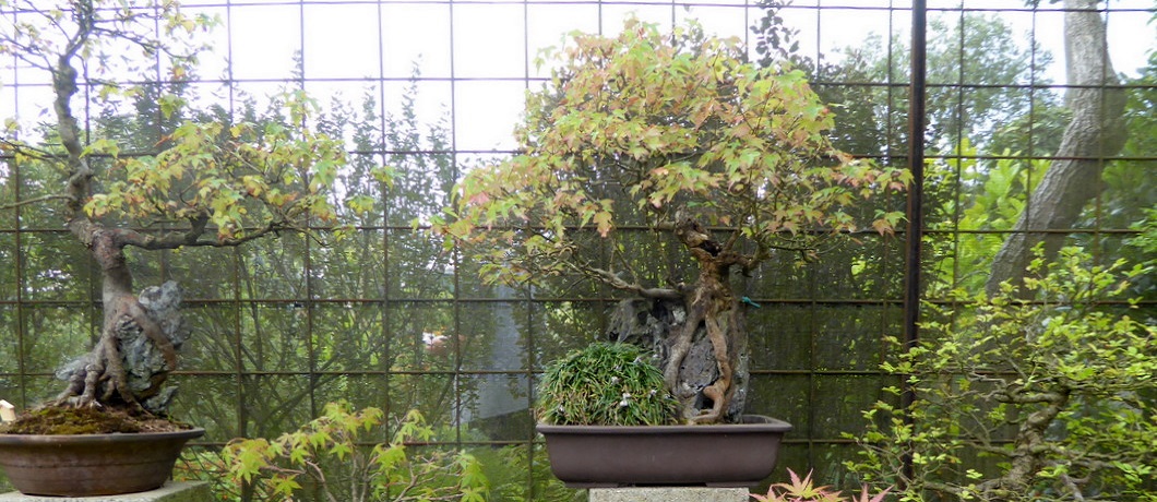 Meer dan 150 jaar oude bonsai boompjes in de Botanische tuin Zuidas in Amsterdam.