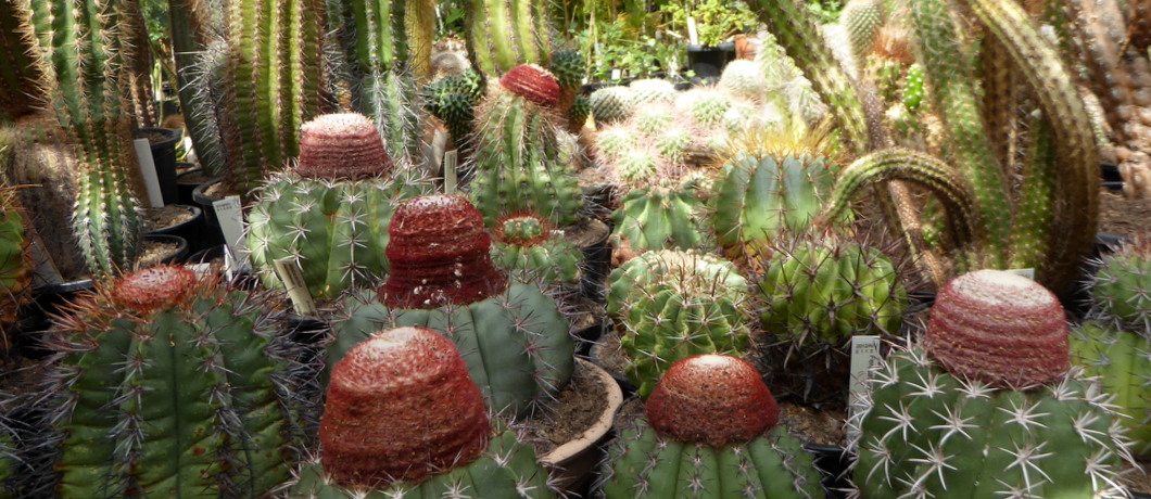 Unieke collectie zeldzame soorten cactussen in de Botanische tuin Zuidas in Amsterdam.