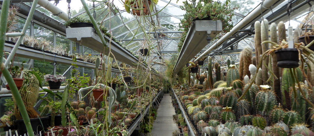 De enorme kas met cactussen in de Botanische tuin Zuidas.