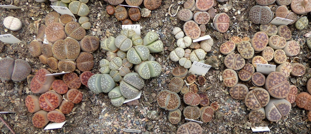 De collectie litops, cactussen die lijken op steentjes of nieren, te zien in de Botanische tuin Zuidas.