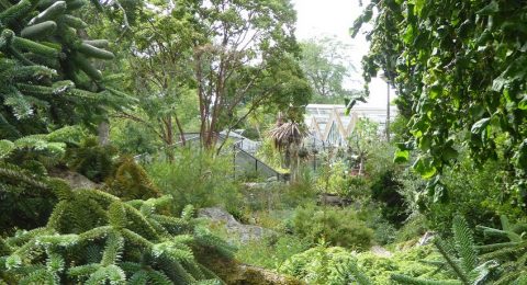 Tropische weelde in de Botanische tuin Zuidas
