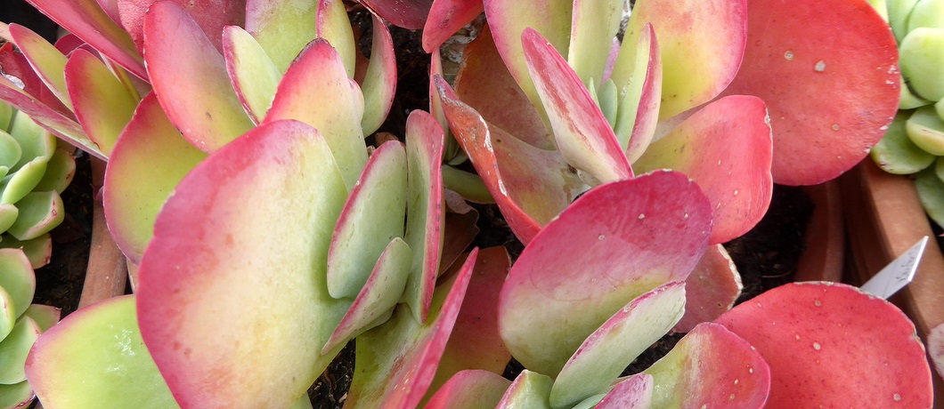 Een van de vetplanten van de Botanische tuin Zuidas in Amsterdam.