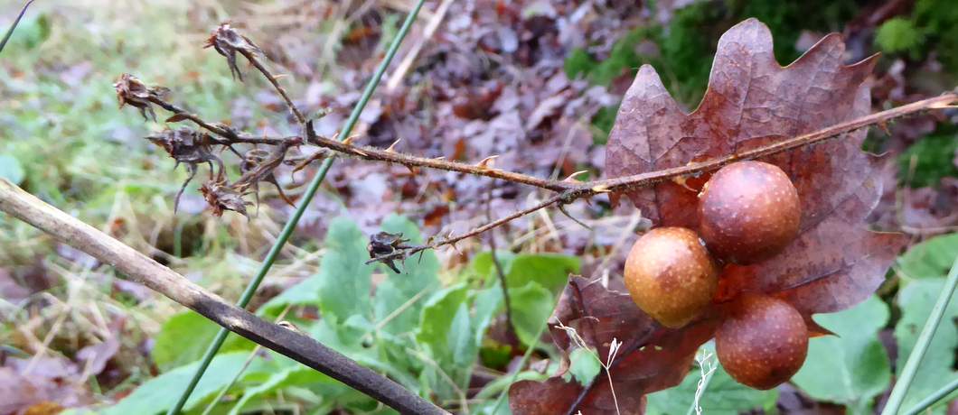 Galappels op een afgevallen blad van de eik op de Utrechtse Heuvelrug