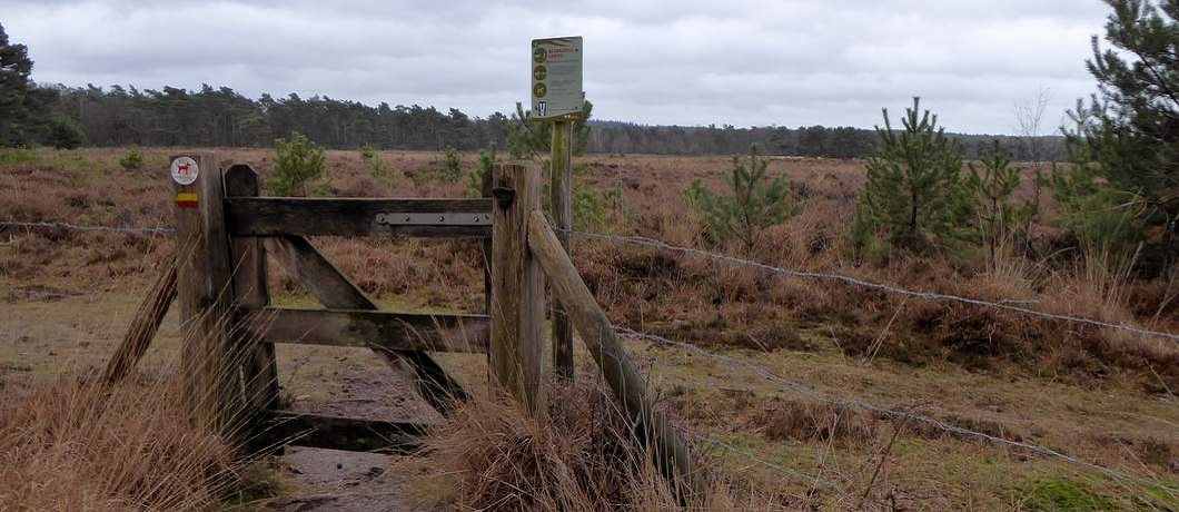De heide wordt begraasd en daarom omgeven door klaphekjes