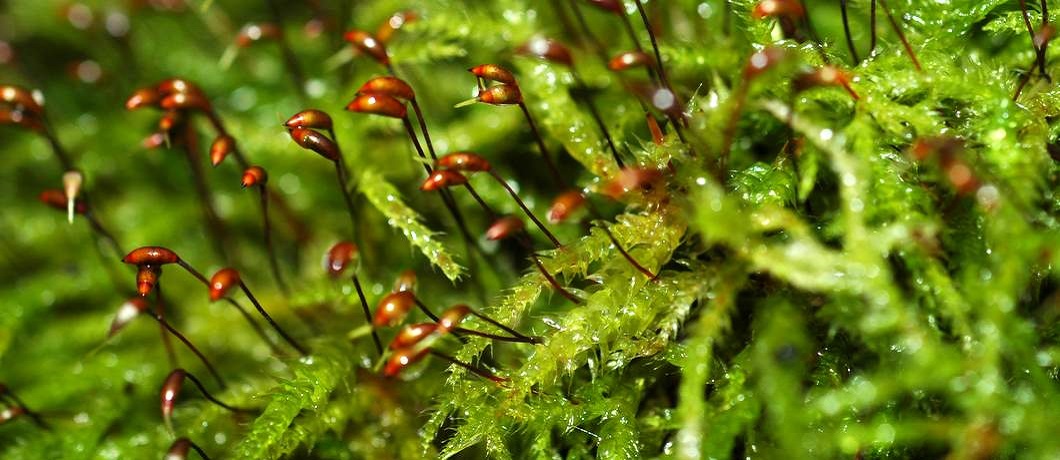 Mossen in alle soorten groen zoals deze met sporenkapsel tijdens het wandelen bij Leersum