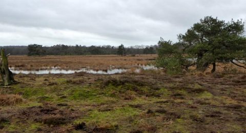 Wandelen bij Leersum en de grootsheid van de Utrechtse Heuvelrug