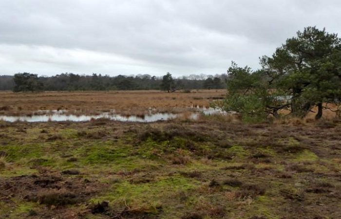 De Leersumse Plassen tijdens het wandelen bij Leersum