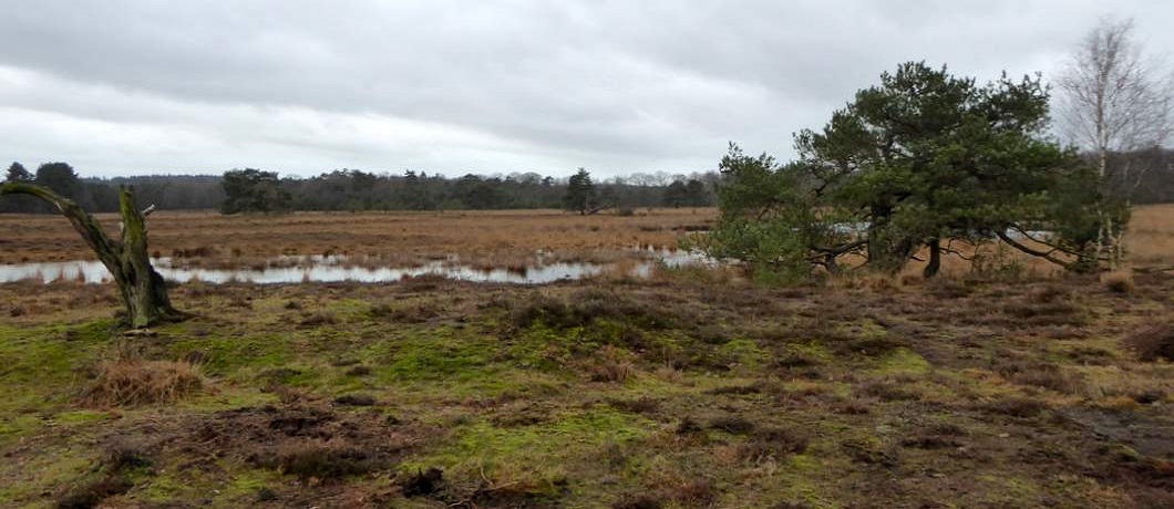 De Leersumse Plassen tijdens het wandelen bij Leersum