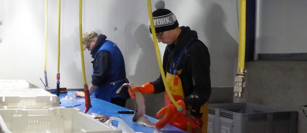 schoonmaken-vis-zeeverse-vismarkt-wieringen-davides