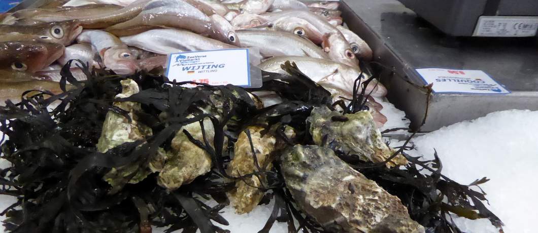 verkoop-bijvangst-zeeverse-vismarkt-wieringen-davides
