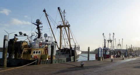 ZeeVerse Vismarkt Wieringen: vis direct uit zee