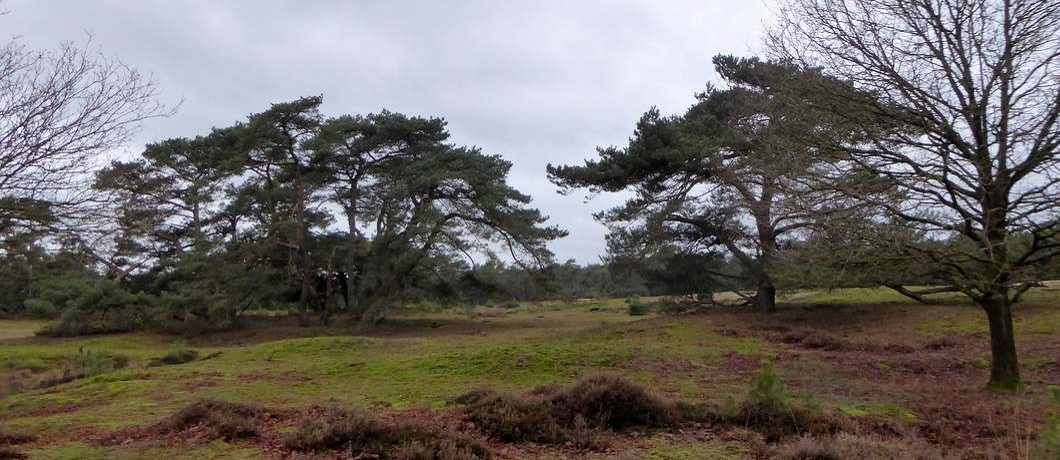 Je komt door een glooiend open terrein tijdens het wandelen bij Leersum