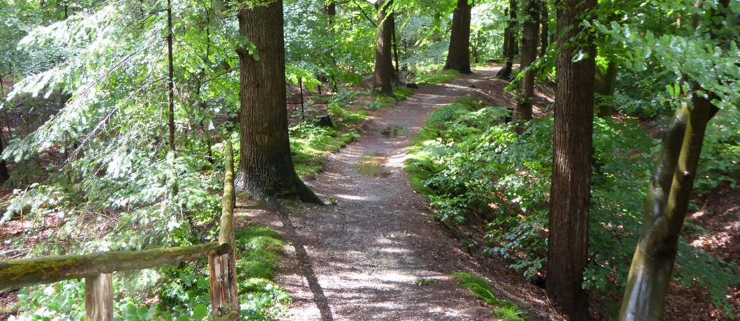 Wandelen door de bossen op landgoed Oud Groevenbeek op de Veluwe