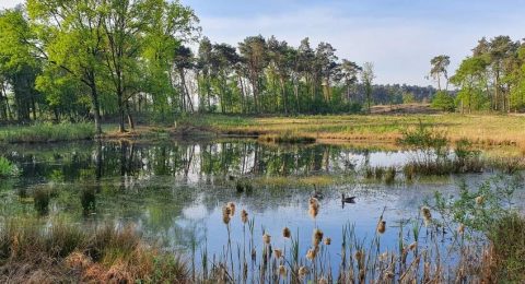 Wandelen langs de Overasseltse en Hatertse Vennen: verrassend veelzijdig