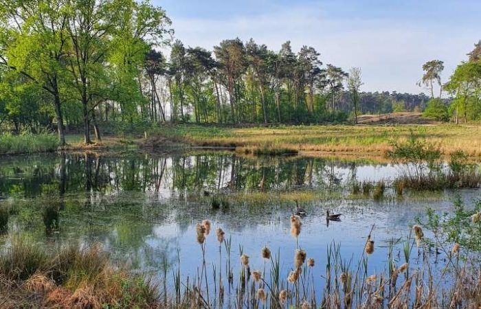 Het stille gagelven tijdens de wandeling langs de Overasseltse en Hatertse Vennen bij Nijmegen