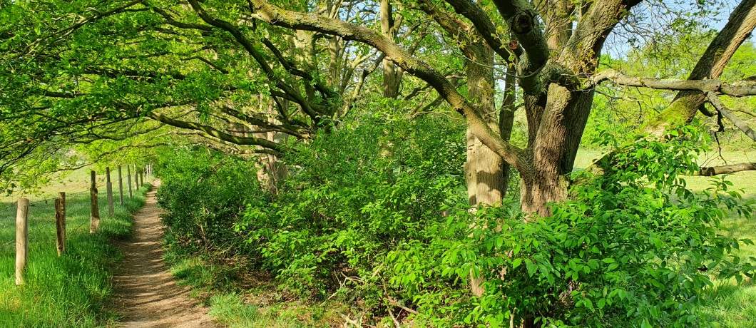 Oude bomen langs het wandelpad tijdens de wandeling langs de Overasseltse en Hatertse Vennen