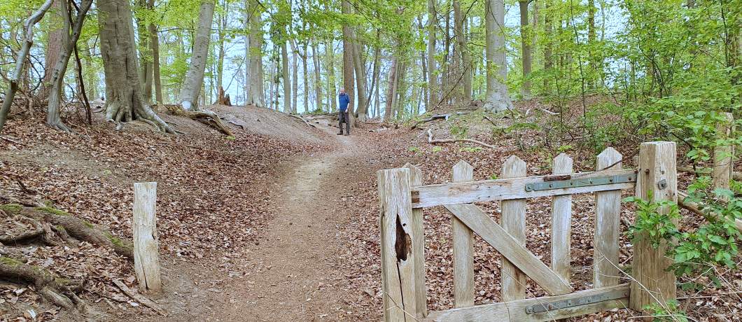 Het heuvelachtige pad door het beukenbos tijdens de wandeling in het Montferland