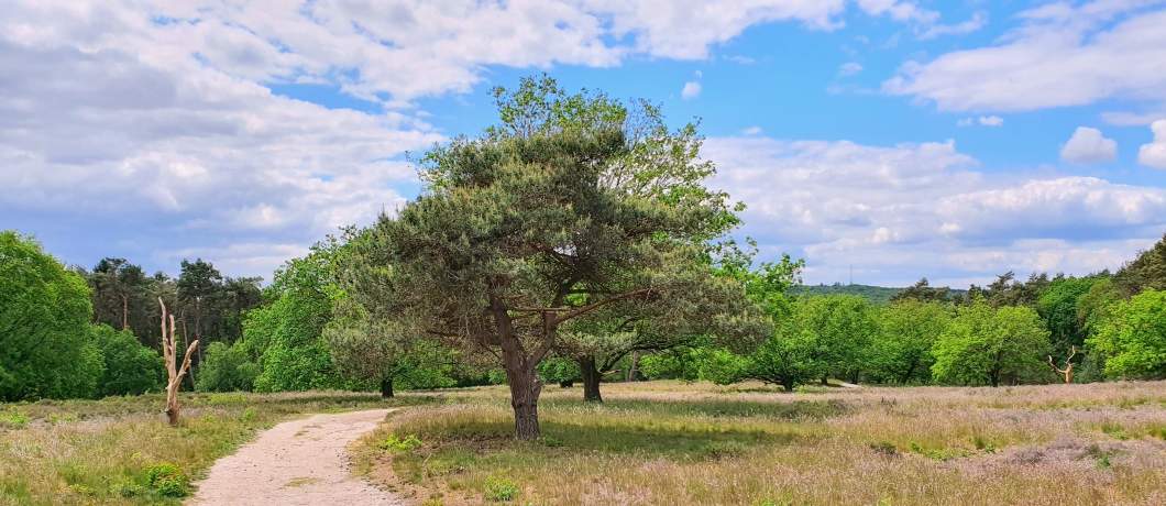 Over het heideveld tijdens de wandeling in het Montferland