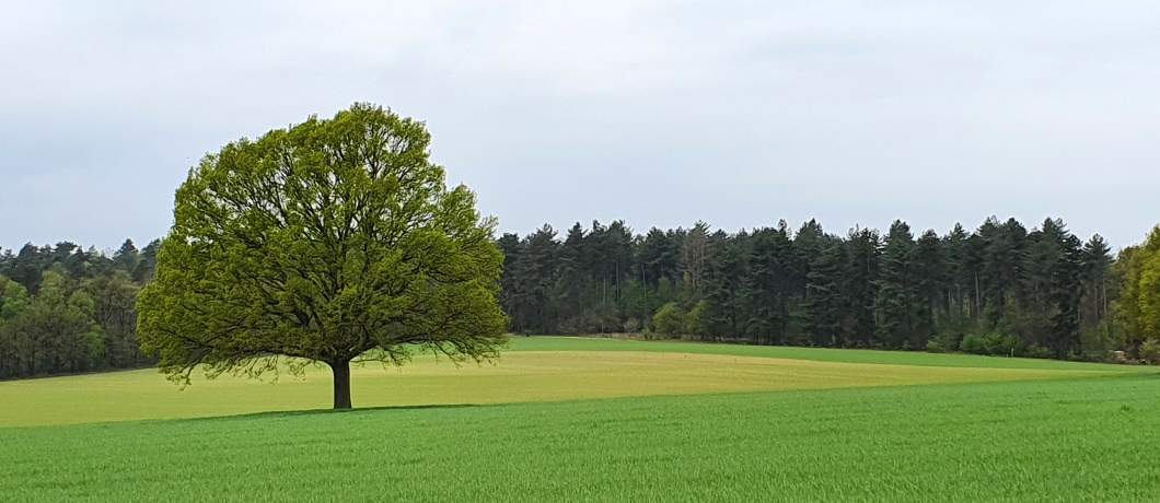 De varianten groen van de akkers bij de Hulzenberg tijdens de wandeling in het Montferland
