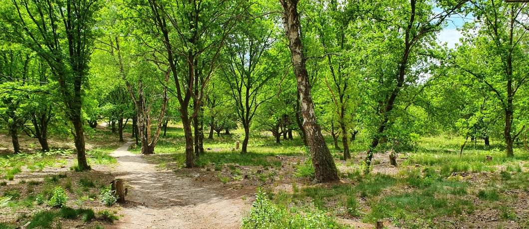 Kronkelend licht bospad door open bos tijdens de wandeling in het Montferland