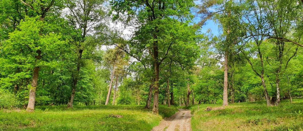 Open bos tijdens de Trage Tocht 's-Heerenberg