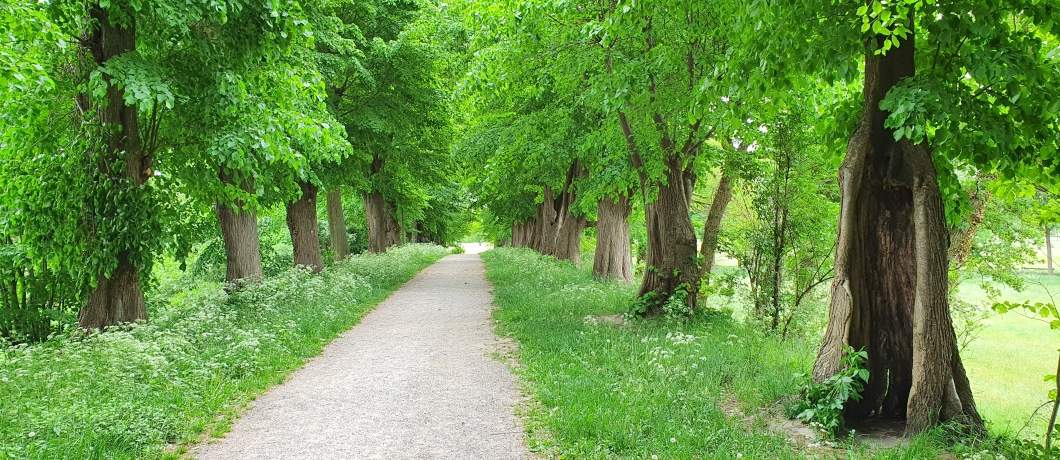 Bomenrijke stadswal avn 's-Heerenberg tijdens de wandeling in het Montferland