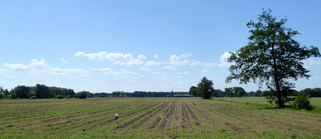 Grote akkers en veel ooievaars tijdens het fietsen door het Reestdal