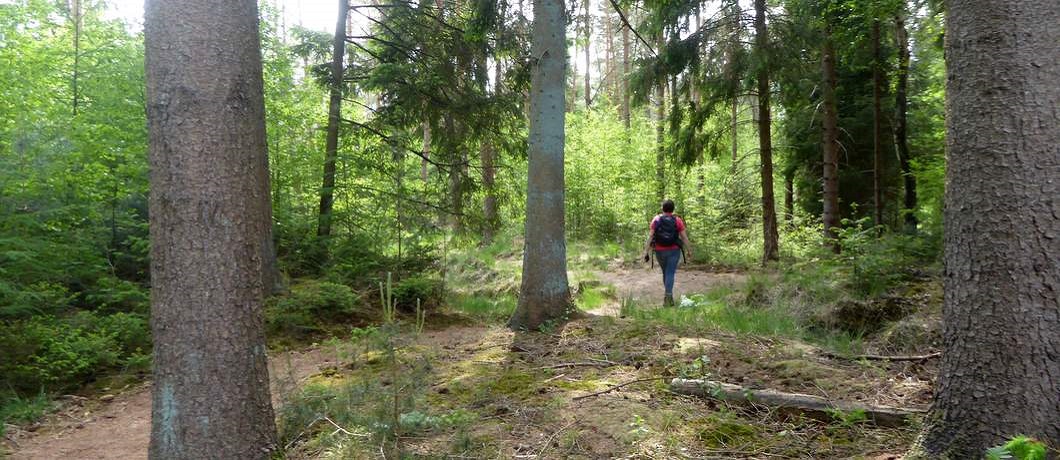 Kronkelende kleine bospaadjes tijdens de wandeling rondom Echten in boswachterij Ruinen