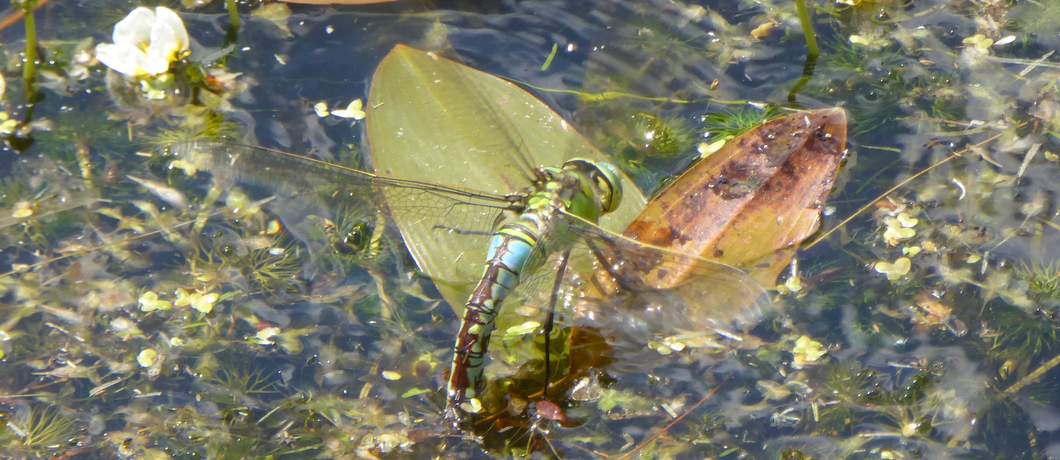 Een eitjes afzettende keizerlibel tijdens het fietsen door het Reestdal