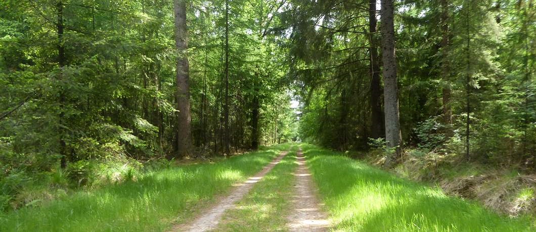 Lange rechte bospaden tijdens het wandelen rondom Echten