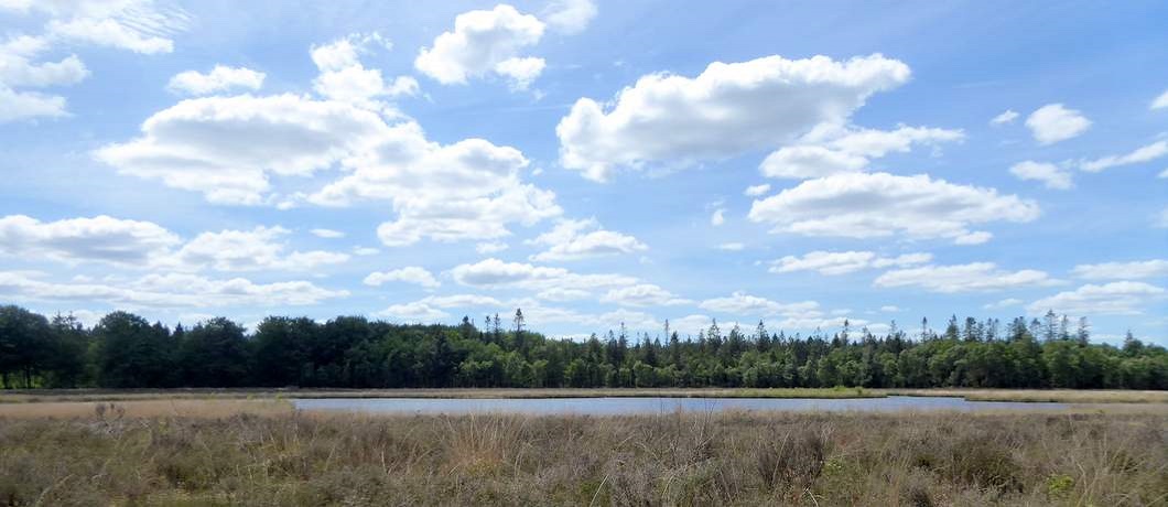 Grote heidevelden met vennen Een ringslang vlucht weg tijdens het wandelen rondom Echten in boswachterij Ruinen