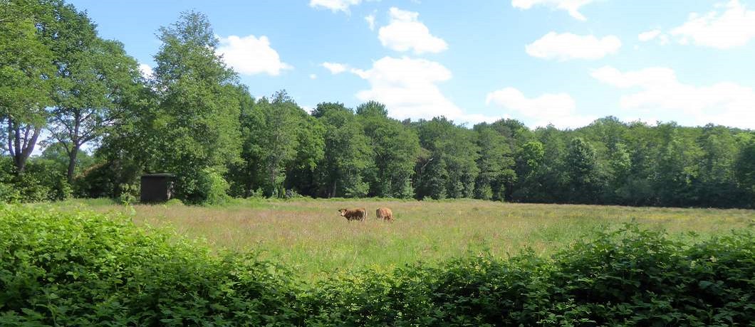 Koeien in de ruime wei tijdens fietsen in het Reestdal