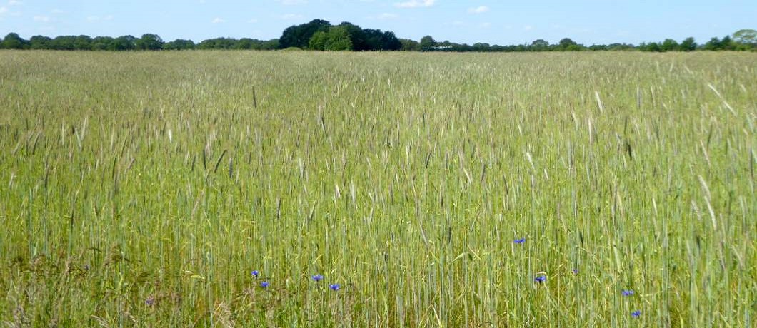 Felblauwe korenbloemen aan de akkerranden tijdens de fietstocht in het Reestdal