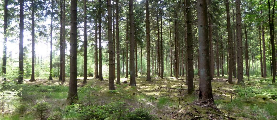 Open aangeplant naaldbos Verscholen boerderij in het bos Kronkelende kleine bospaadjes tijdens de wandeling rondom Echten in boswachterij Ruinen