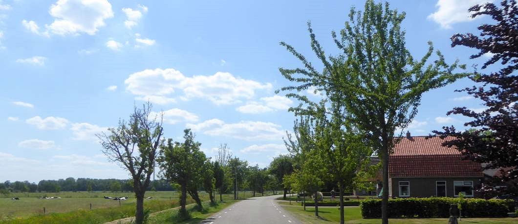 Perenbomen langs de Larijweg bij Ruinerwold tijdens fietsen in het Reestdal