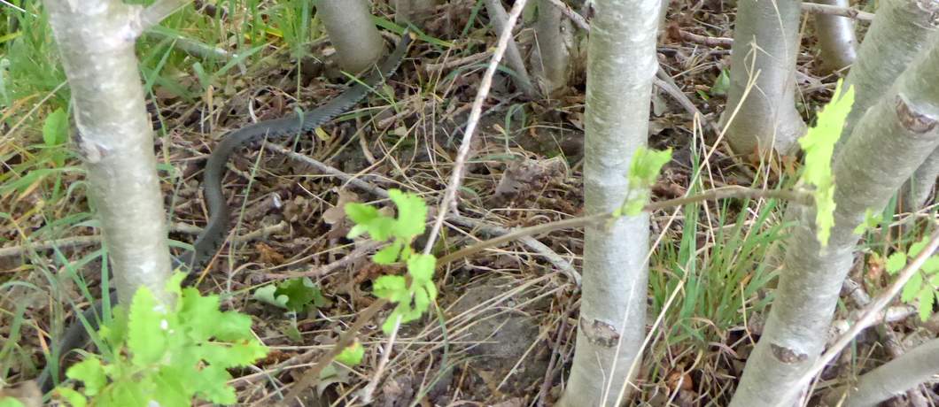 Een ringslang vlucht weg tijdens het wandelen rondom Echten