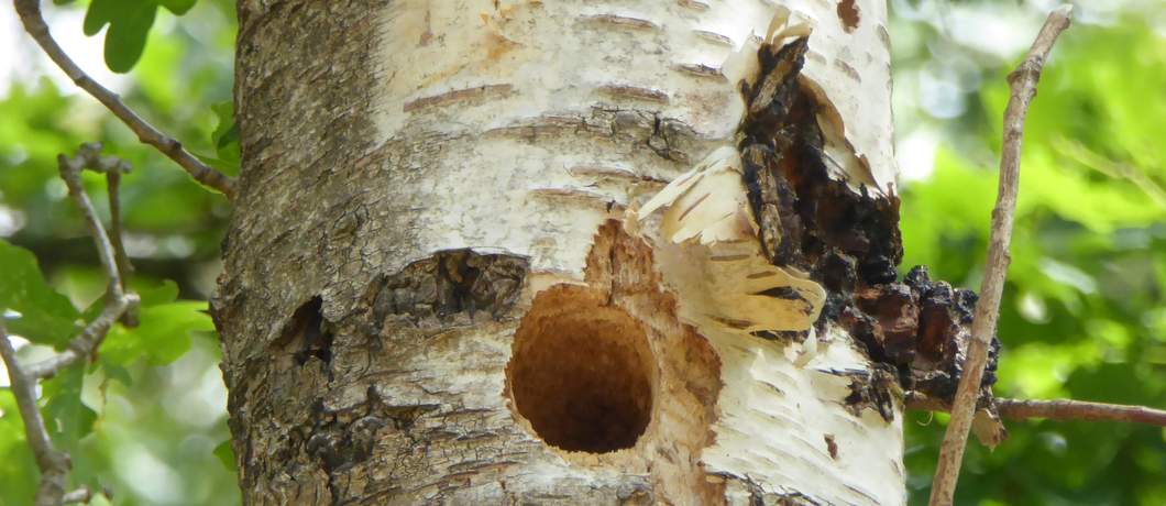 Spechtengat in de berkenboom waar je een kleintje hoort krijsen tijdens de wandeling rondom Echten in boswachterij Ruinen
