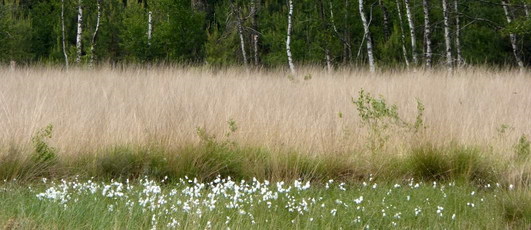 Veenpluis langs de vennen tijdens de wandeling rondom Echten in boswachterij Ruinen