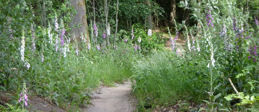 Overal vingerhoedskruid in het bos tijdens het wandelen rondom Echten