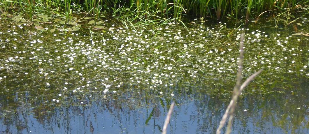 Waterplanten in beek de Reest tijdens het fietsen in het Reestdal