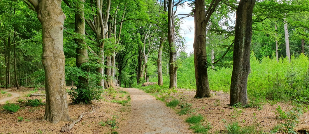 Wandelen naar de Amerongse Berg met 69 meter het hoogste punt in de provincie Utrecht De Amerongse Bovenpolder onderweg tijdens de wandeling rond Amerongen