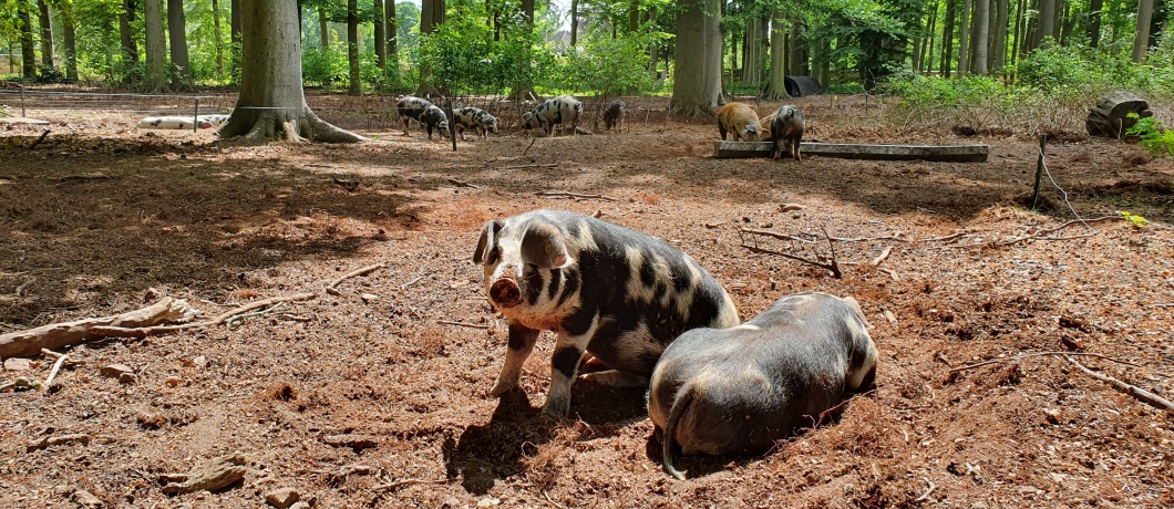 Bone Bentheimer bosvarkens onderweg tijdens de wandeling rond Amerongen