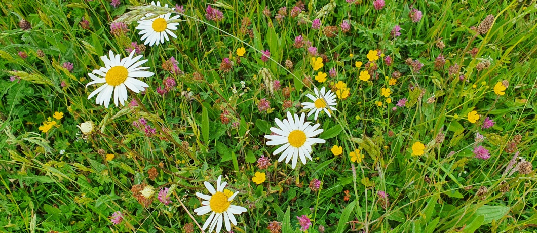 Veldbloemen in de uiterwaarden tijdens de wandeling rond Amerongen