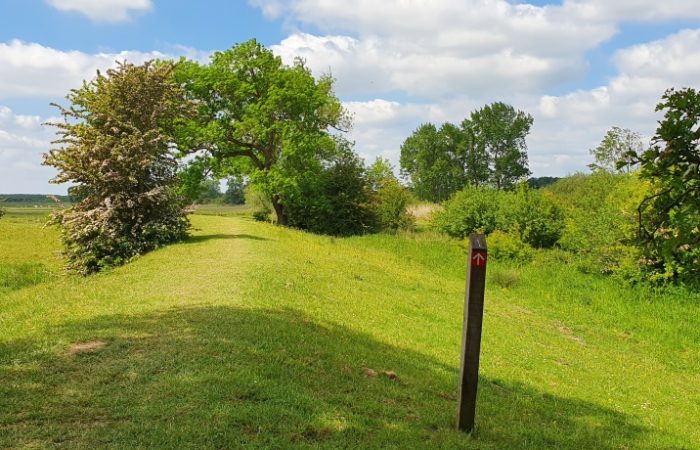 Zomerdijk in de uiterwaarden tijdens de wandeling rond Amerongen