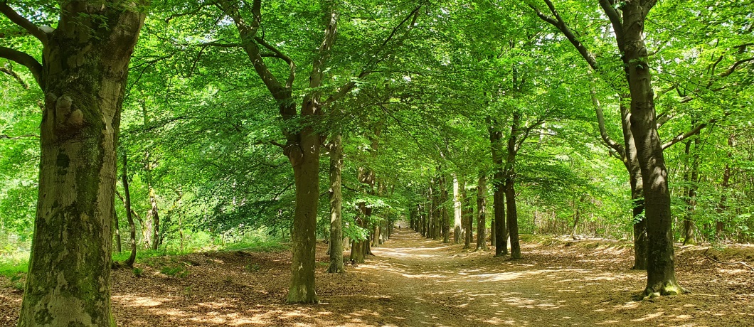 Mooie lanen in het Zuylensteinse bos tijdens de wandeling rond Amerongen over de Utrechtse Heuvelrug