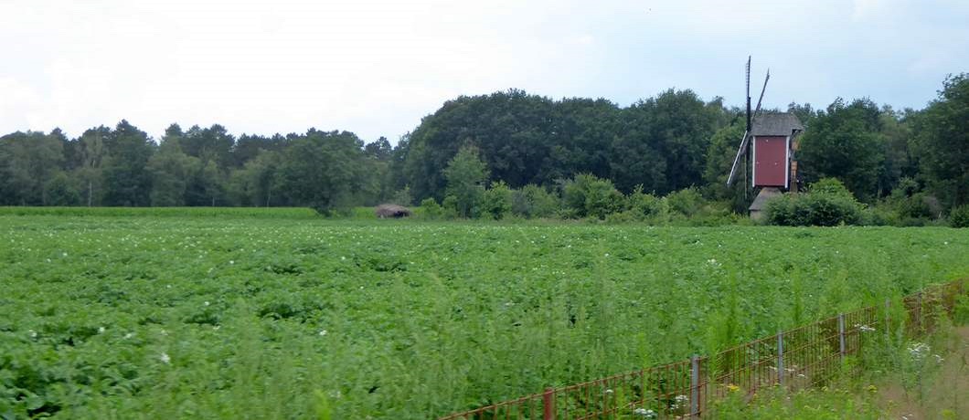 Heimolen Leenderstrijp in het aardappelveld Vergraste heide met schapen tijdens het fietsen door natuurgrenspark De Groote Heide